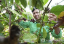 “Coffee prices are expected to rise by the middle of next year due to abnormal climate in cultivation areas this year.”