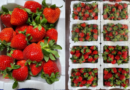 Finding ways to stabilize strawberry production in response to abnormal weather conditions on site.